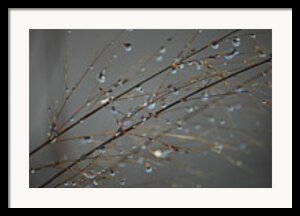 Susan Carella - Melting Snow Droplets